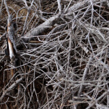 Dry branches stacked for tree trash removal and yard waste disposal services.