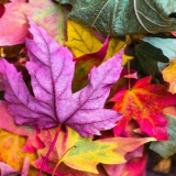 Colorful autumn leaves ready for leaf pick up and yard waste disposal services.